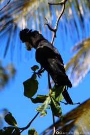 A black cockatoo
