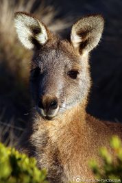 Kangaroos in Cape Bridgewater