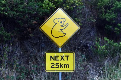 Attention koalas