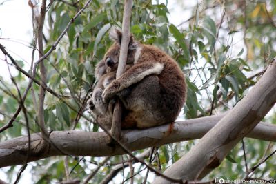 Koalas in freier Wildbahn