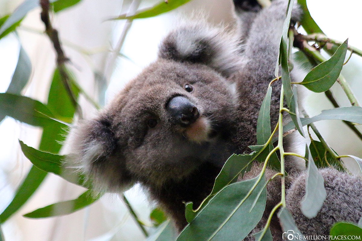 Koala, Baum, Great Ocen Road, Australien, Auf eigene Faust, Reisebericht