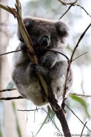 Koalas in freier Wildbahn