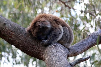 A sleeping koala in the tree