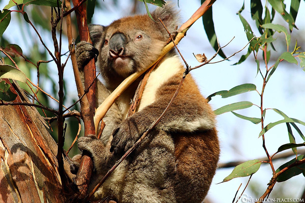 Kenneth Cole, Koala, Great Ocean Road, Australia, TravelReport