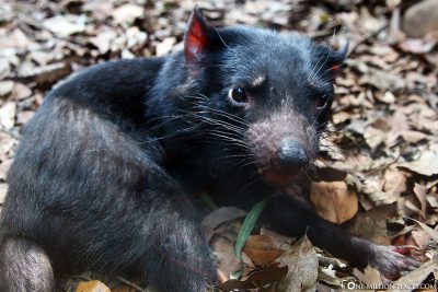 Ein Tasmanischer Teufel