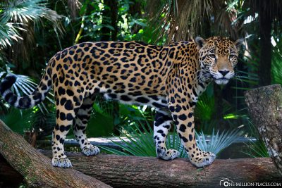 Ein Jaguar