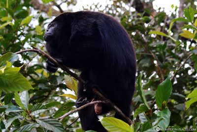 Guatemala roar monkey