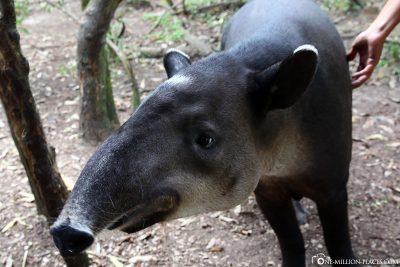 The five-year-old Tapir male indie