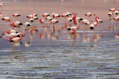 Flamingos am Laguna Colorada