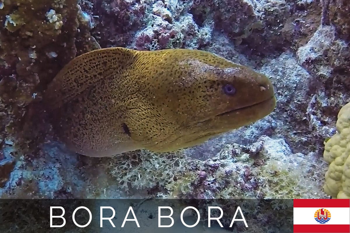 Bora Bora Diving Cover