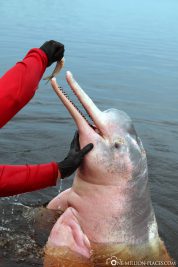 The pink river dolphins in the Amazon