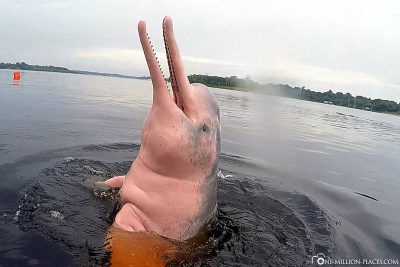 A pink river dolphin