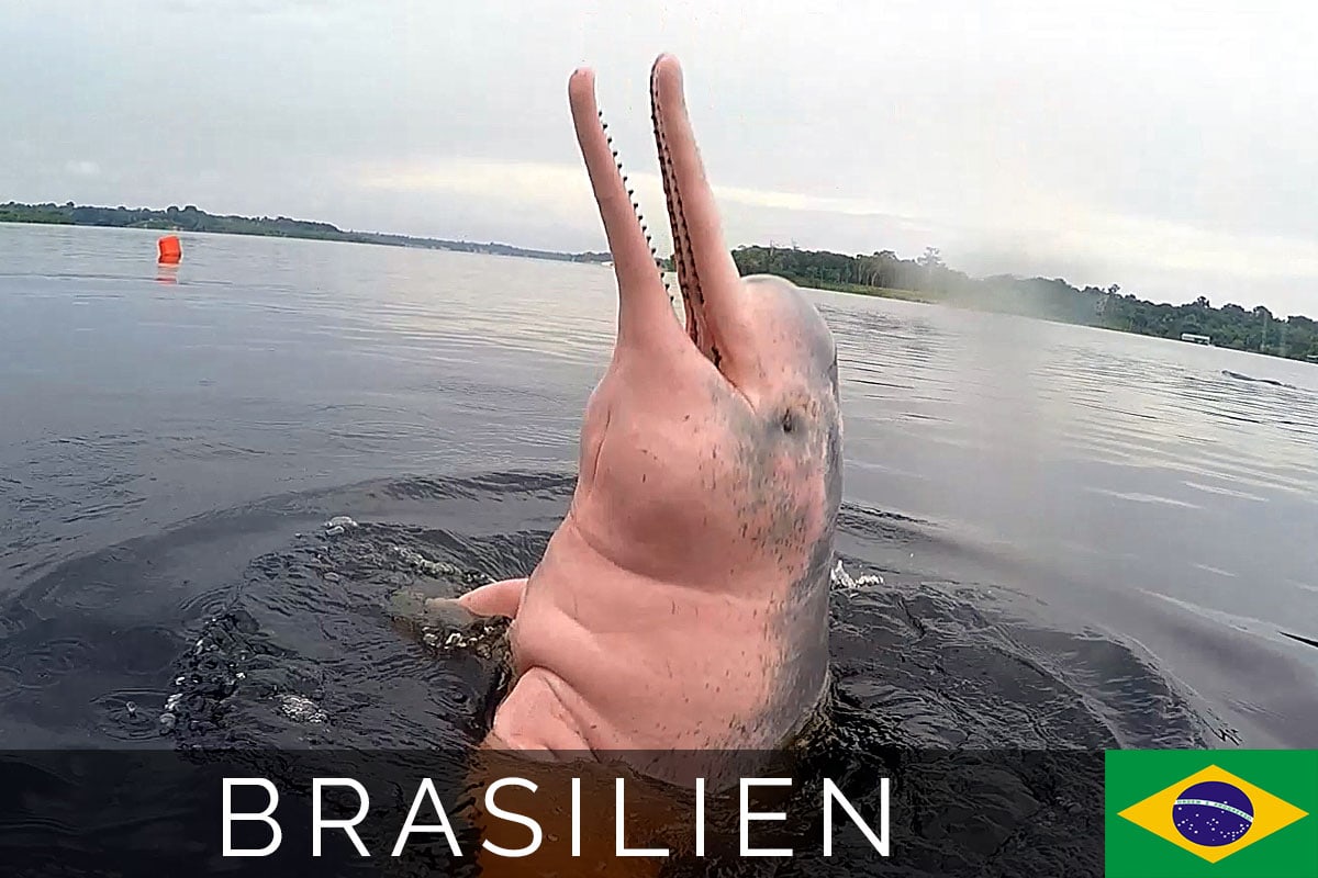 Amazonas Pinke Flussdelfine Botos Titelbild