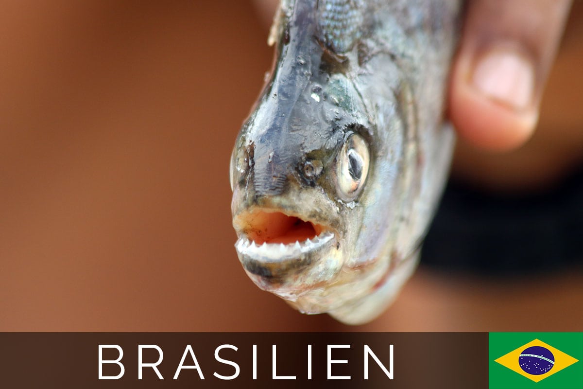 Amazonas Piranha Titelbild