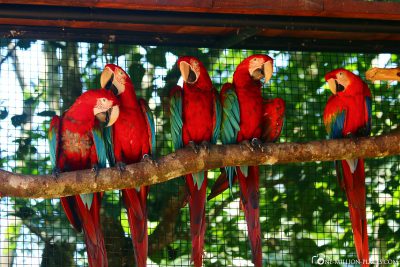 Parrots in the bird park