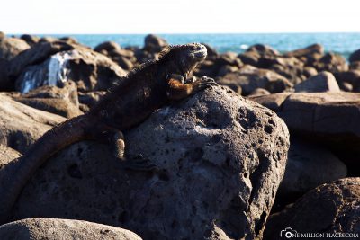 Marine Leguane auf Galapagos