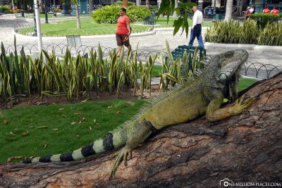 The Iguanas in the Park Seminario