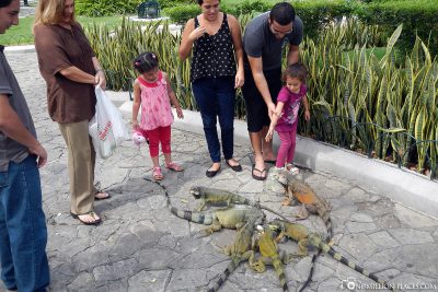 The Iguanas in the Park Seminario