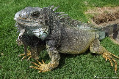The Iguana Park in Guayaquil