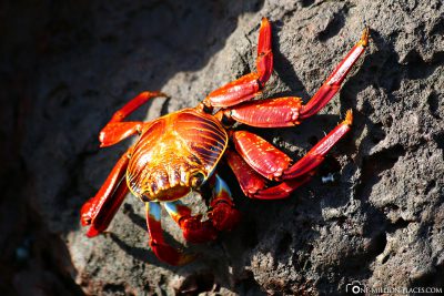 Red Cliff Crab