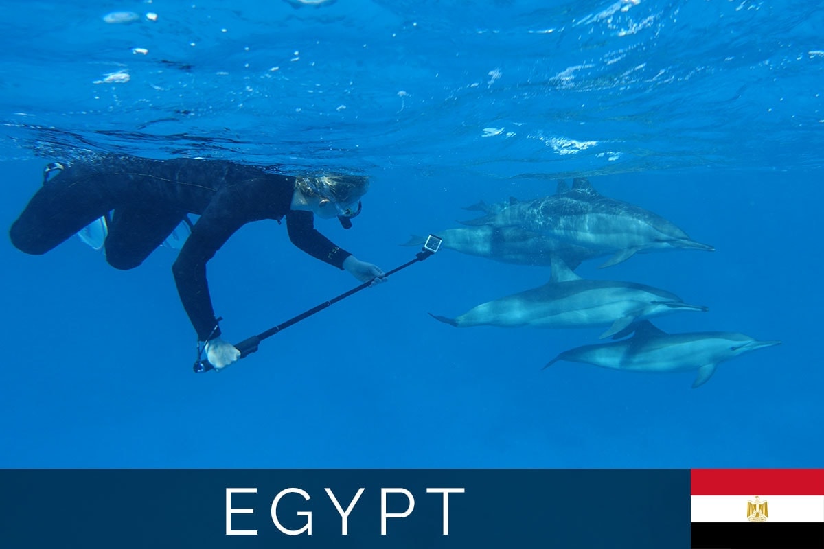 Egypt Dolphins Blog Post