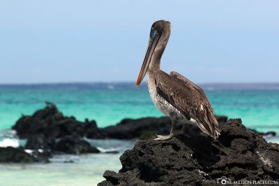 Ein Pelikan am Strand