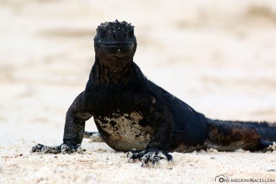 Marine iguanas on the beach
