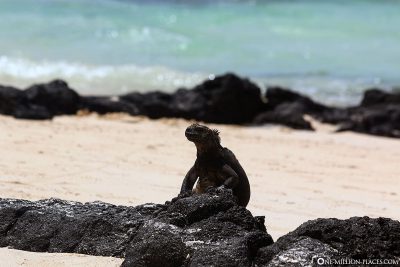 Marine iguanas on the beach