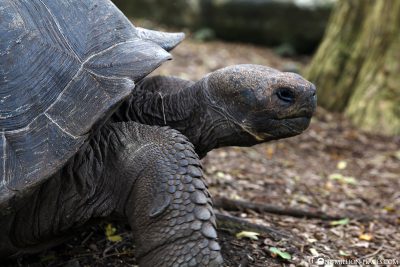 Giant tortoises on Floreana