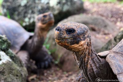 Riesenschildkröten auf Floreana