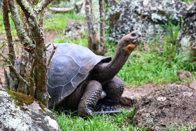 Giant tortoises on Floreana