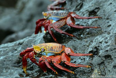 2 red cliff crabs