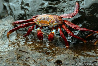 Red Cliff Crab