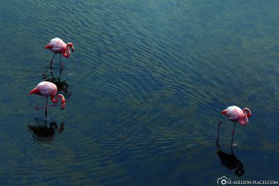 The Flamingo Lagoon in Puerto Villamil