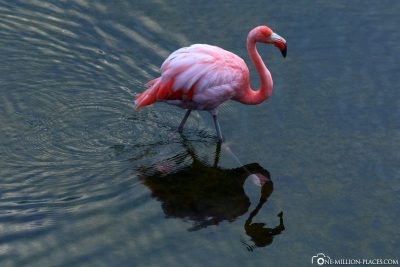 Flamingo on Isabella Island