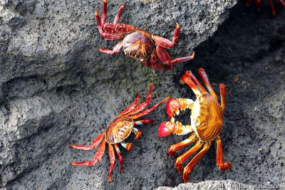 Red cliff crabs