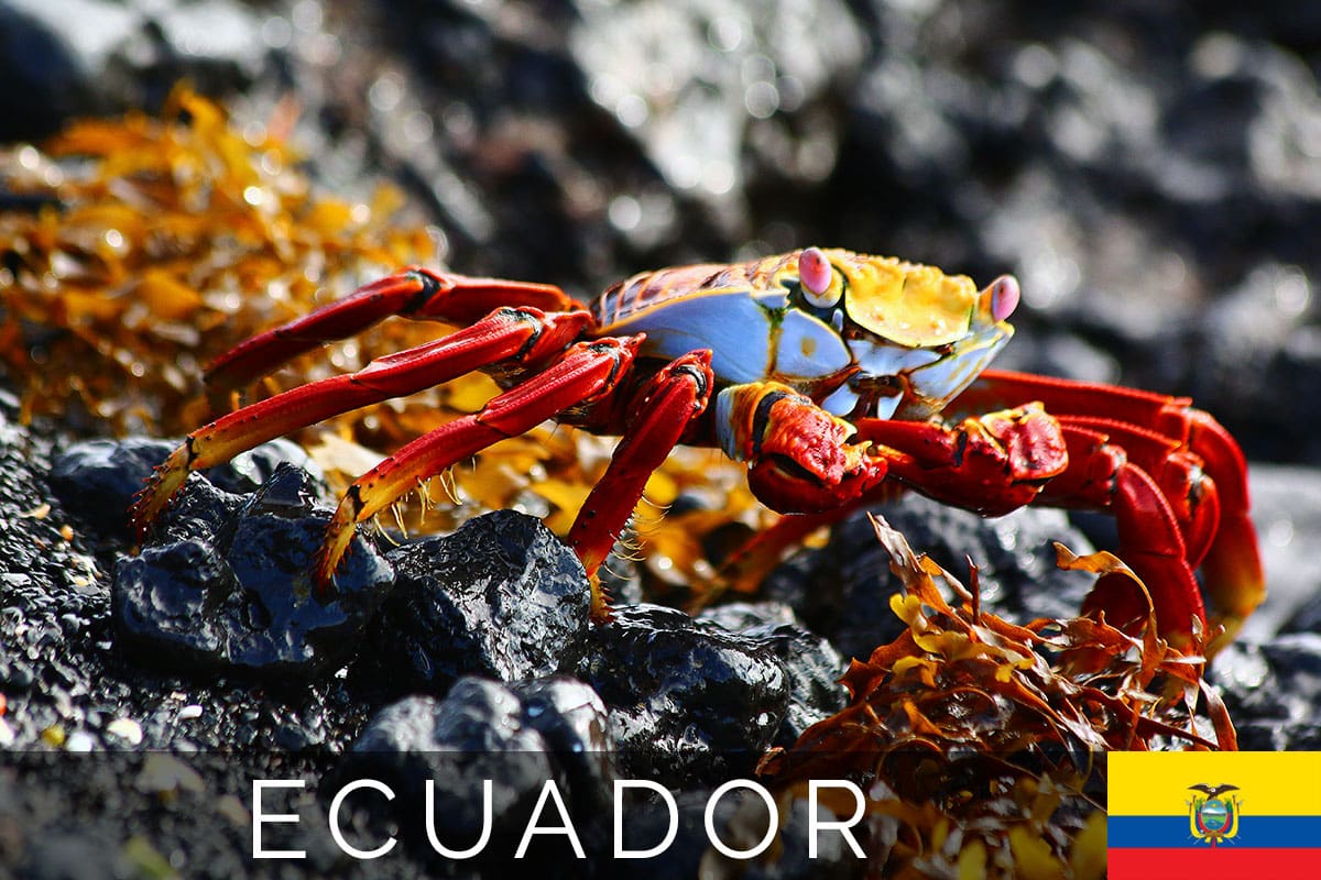 Galapagos Isla Tintorera Titelbild