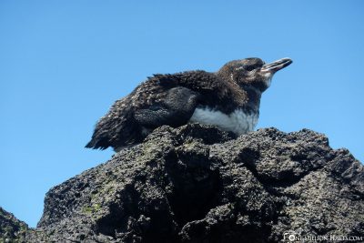The wildlife of Galapagos