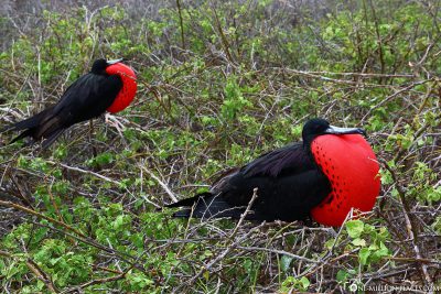 Frigate birds on Galapagos