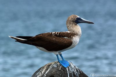 A blue-footed bolle
