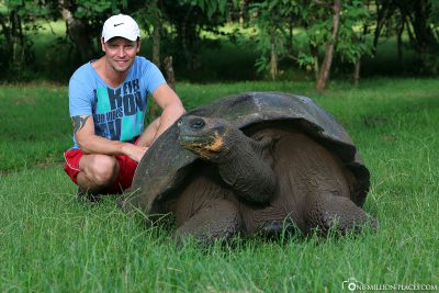 Die riesigen Galapagos-Schildkröten