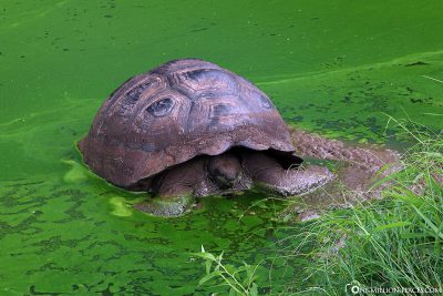 Eine Riesenschildkröte im Wasser