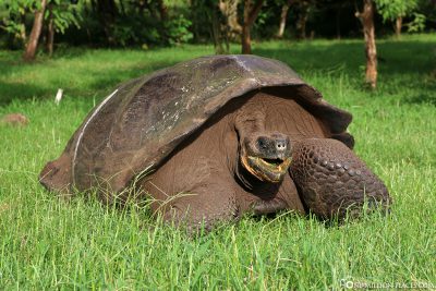 Die riesigen Galapagos-Schildkröten