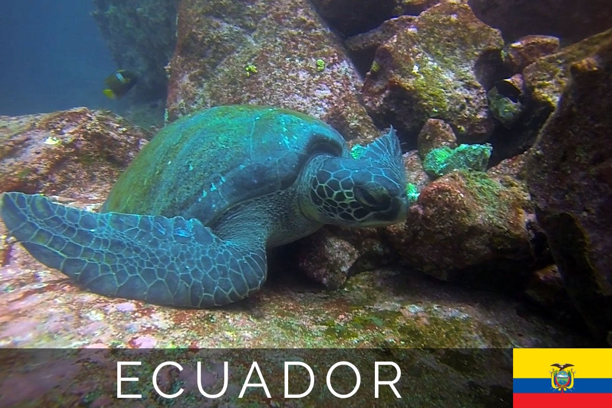 Galapagos Tauchen Titelbild