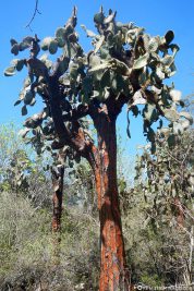 A cactus tree