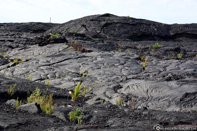 The lava fields in Kalapana