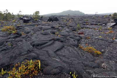 The lava flows of 1973 and 1974
