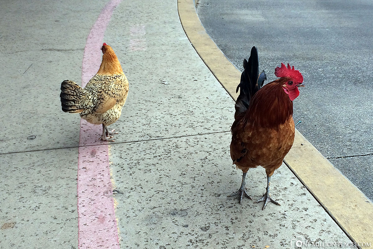 Chickens, Kauai, Hawaii, USA, Travelreport, On Your Own