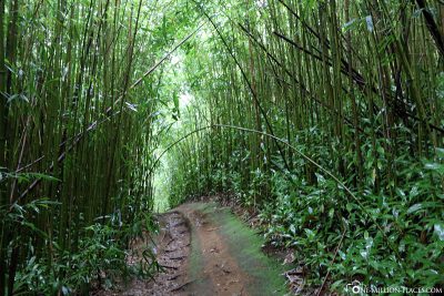 Der Bamboo Forest auf Maui