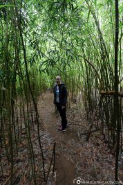 Der Bamboo Forest auf Maui